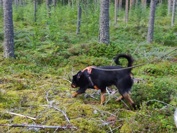 Keskittynyt jälkikoira: Terhi jyllilä ja Elisa Reunanen